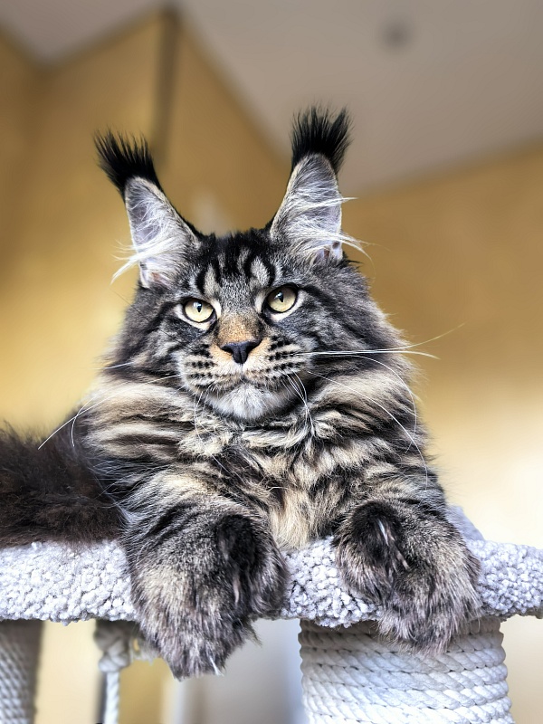 Nike Akbars polydactyl (66/66) - Kitten maine-coon 5 months 4 weeks