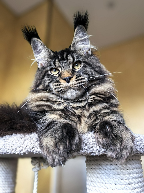 Nike Akbars polydactyl (66/66) - Kitten maine-coon 5 months 4 weeks