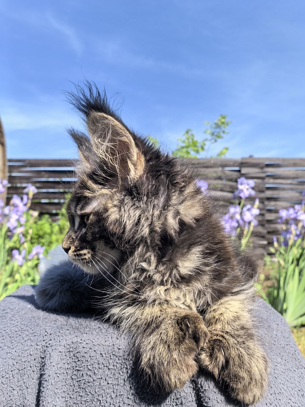 Nike Akbars polydactyl (66/66) - Kitten maine-coon 2 months 1 week