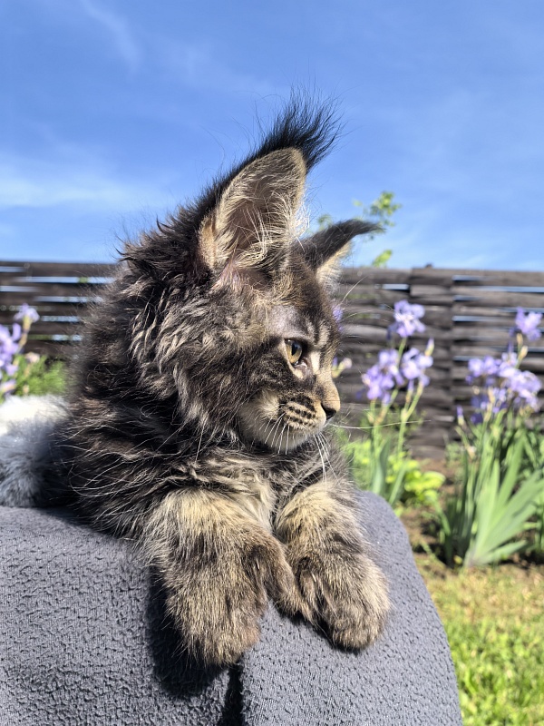 Nike Akbars polydactyl (66/66) - Kitten maine-coon 2 months 1 week