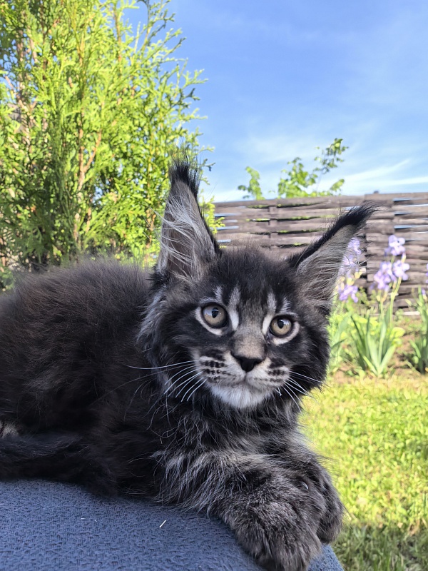 Nike Akbars polydactyl (66/66) - Kitten maine-coon 2 months 1 week