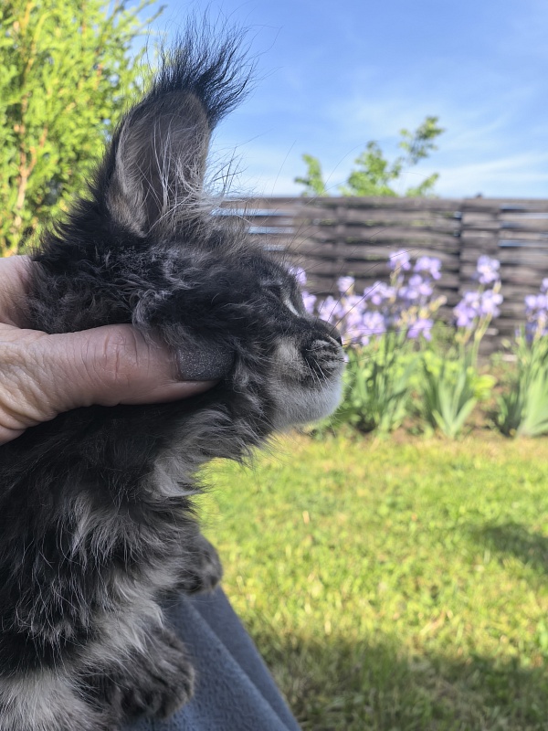 Nike Akbars polydactyl (66/66) - Kitten maine-coon 2 months 1 week