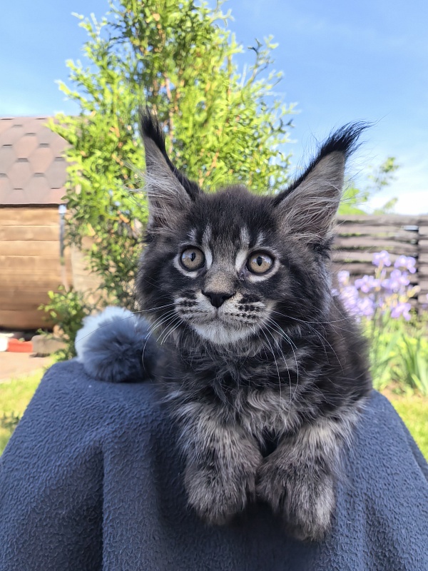Nike Akbars polydactyl (66/66) - Kitten maine-coon 2 months 1 week
