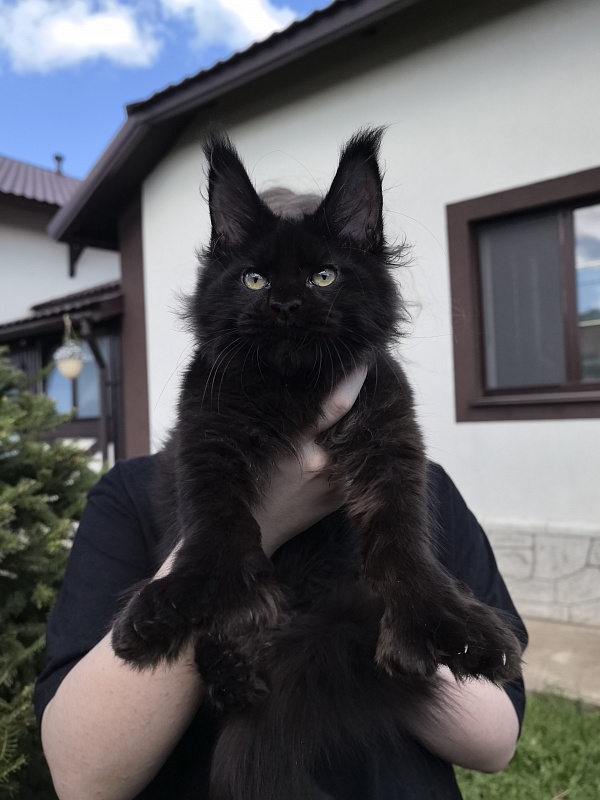 (PET) Nikita Nik Akbars - Котенок мейн-кун 3 месяца 3 недели