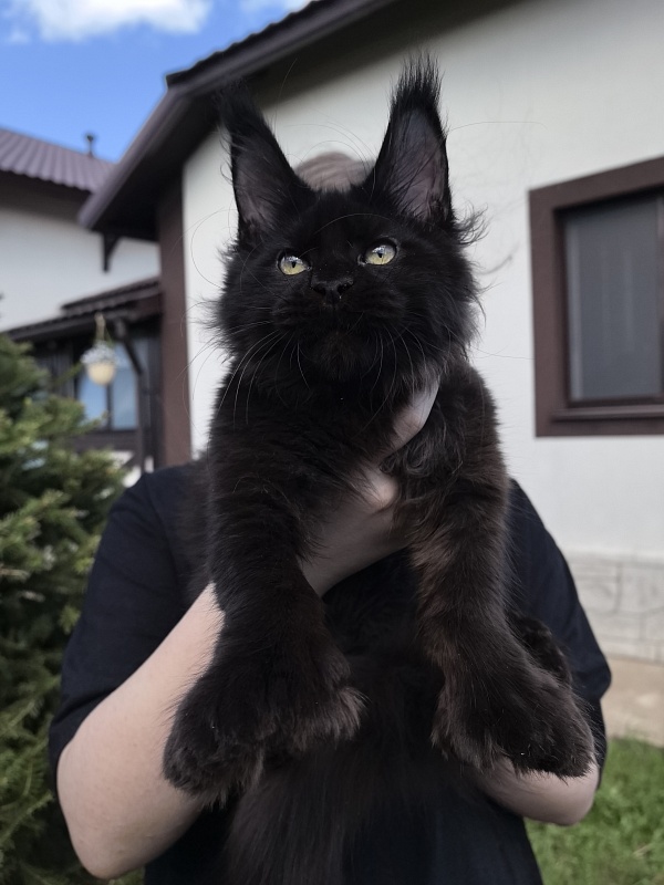 (PET) Nikita Nik Akbars - Котенок мейн-кун 3 месяца 3 недели