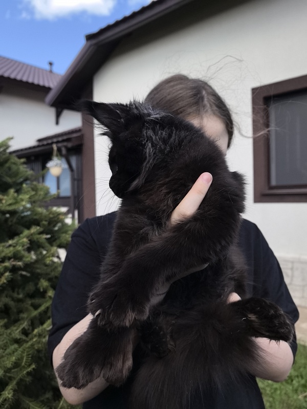 (PET) Nikita Nik Akbars - Котенок мейн-кун 3 месяца 3 недели