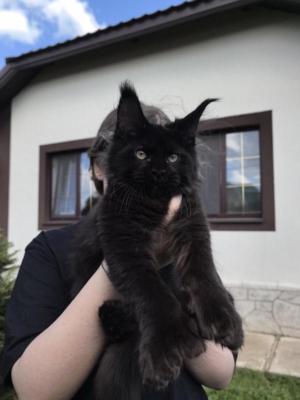 (PET) Nikita Nik Akbars - Котенок мейн-кун 3 месяца 3 недели