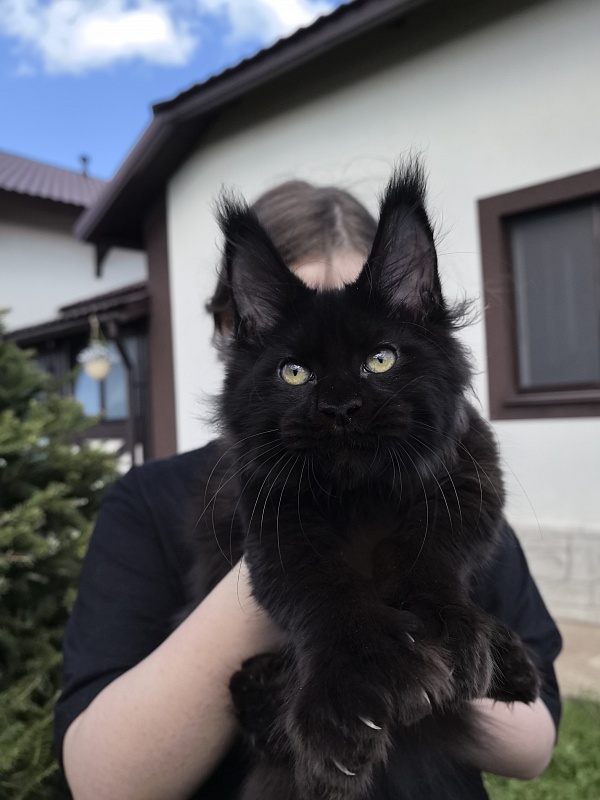 (PET) Nikita Nik Akbars - Котенок мейн-кун 3 месяца 3 недели