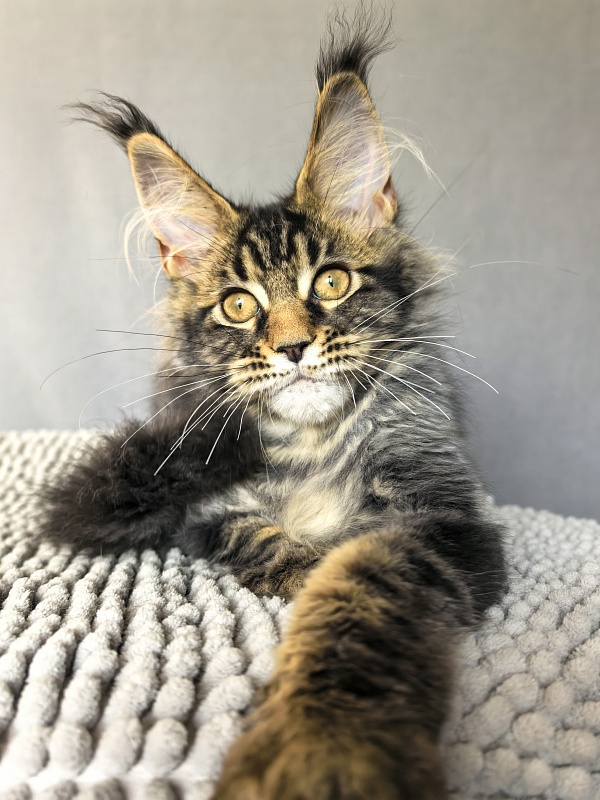 (PET) Natan Akbars - Kitten maine-coon 3 months 2.5 weeks