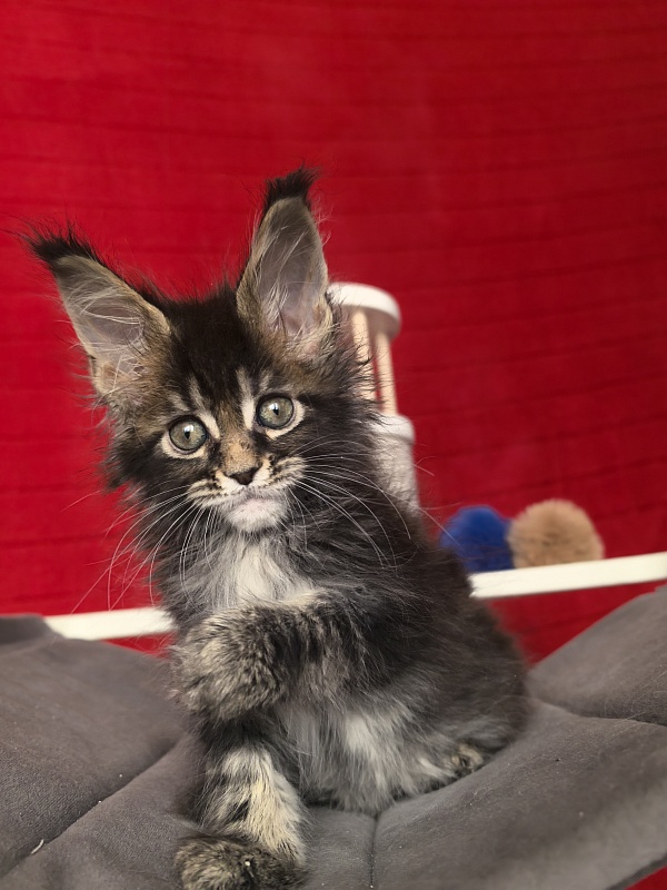 (PET) Natan Akbars - Kitten maine-coon 1 month 2 weeks
