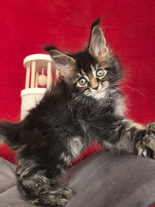 (PET) Natan Akbars - Kitten maine-coon 1 month 2 weeks