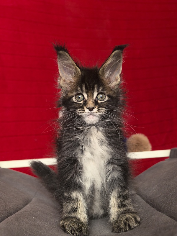 (PET) Natan Akbars - Kitten maine-coon 1 month 2 weeks
