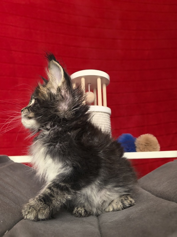 (PET) Natan Akbars - Kitten maine-coon 1 month 2 weeks