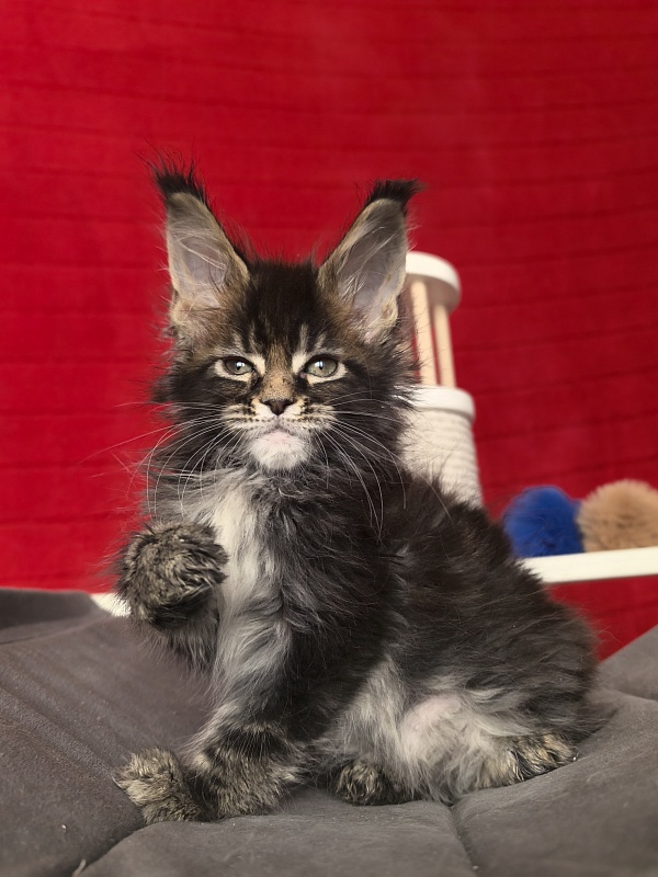 (PET) Natan Akbars - Kitten maine-coon 1 month 2 weeks