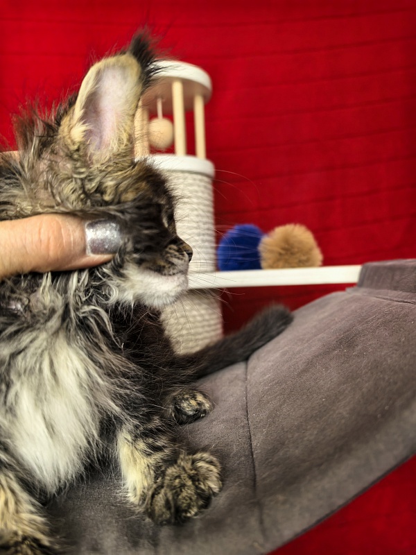 (PET) Natan Akbars - Kitten maine-coon 1 month 2 weeks