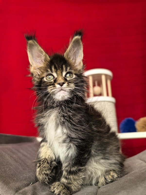 (PET) Natan Akbars - Kitten maine-coon 1 month 2 weeks