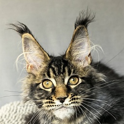 (PET) Natan  Akbars