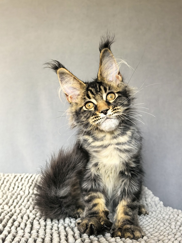 (PET) Natan Akbars - Kitten maine-coon 3 months 2.5 weeks