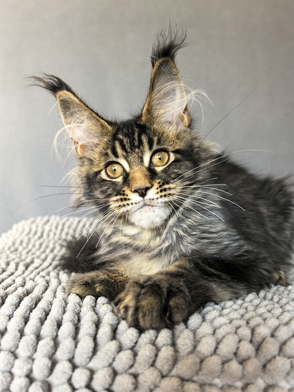 (PET) Natan Akbars - Kitten maine-coon 3 months 2.5 weeks