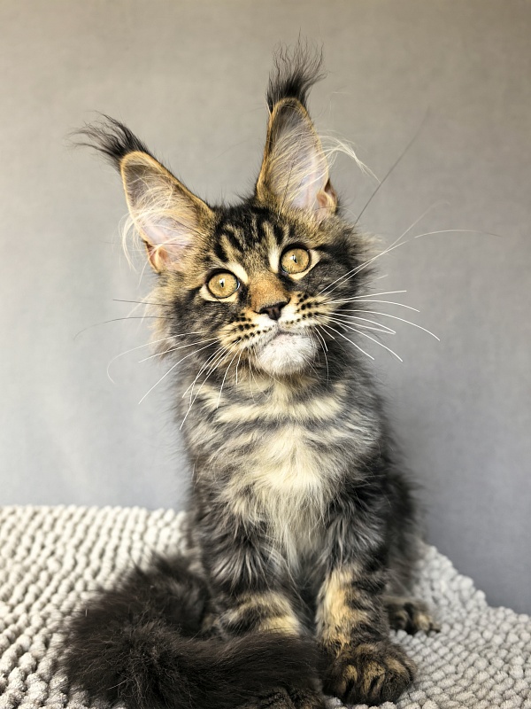 (PET) Natan Akbars - Kitten maine-coon 3 months 2.5 weeks