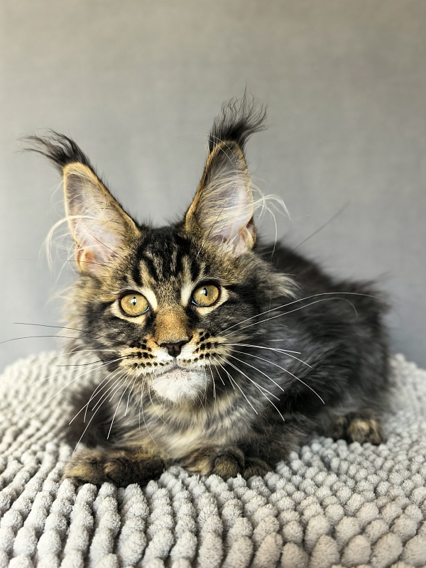 (PET) Natan Akbars - Kitten maine-coon 3 months 2.5 weeks