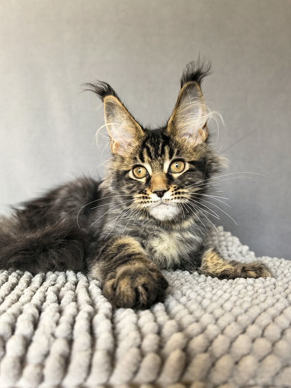 (PET) Natan Akbars - Kitten maine-coon 3 months 2.5 weeks