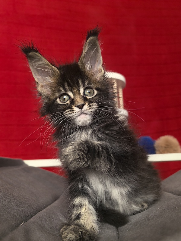 (PET) Natan Akbars - Kitten maine-coon 1 month 2 weeks
