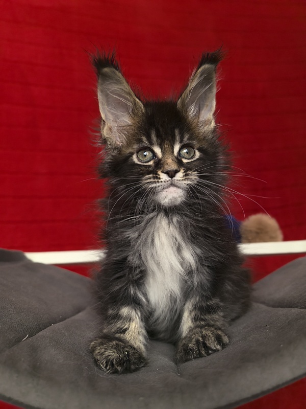 (PET) Natan Akbars - Kitten maine-coon 1 month 2 weeks