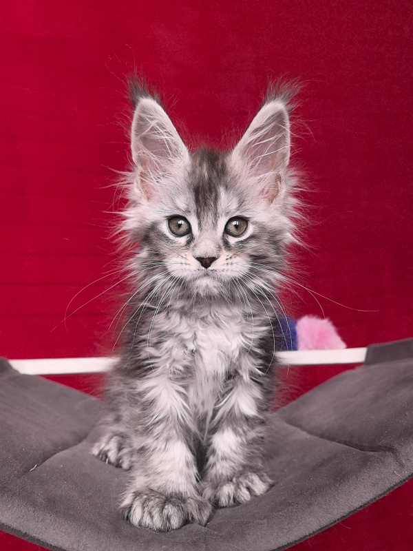 Nefertiti Cat Akbars ( Polydactyl 66/66) - Kitten maine-coon 1 month 2 weeks
