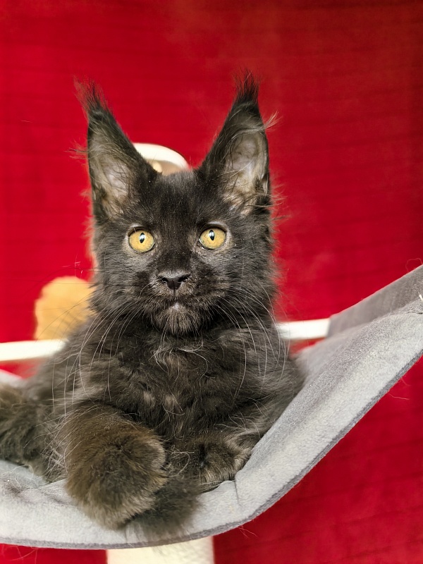 Murat Akbars - Kitten maine-coon 2 months 1 week