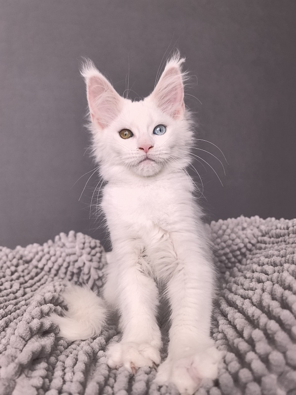 Mirra Akbars - Kitten maine-coon 2 months 1 week