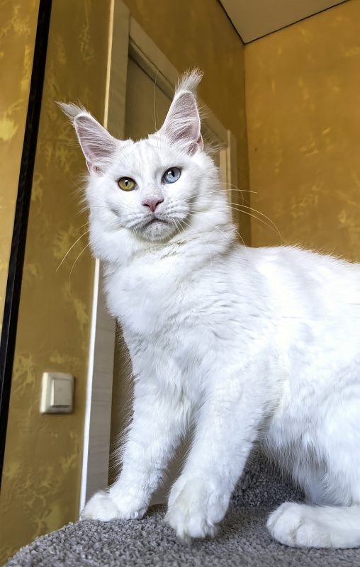 Mirra Akbars - Kitten maine-coon 5 months 1.5 week