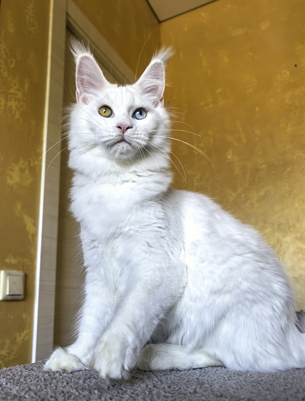 Mirra Akbars - Kitten maine-coon 5 months 1.5 week
