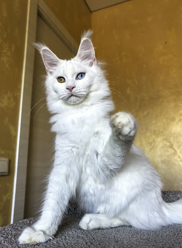 Mirra Akbars - Kitten maine-coon 5 months 1.5 week