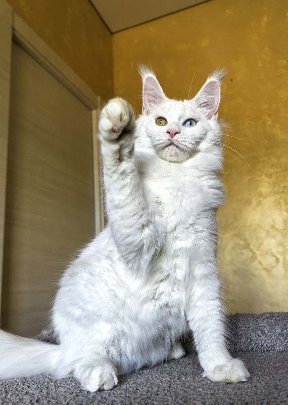 Mirra Akbars - Kitten maine-coon 5 months 1.5 week