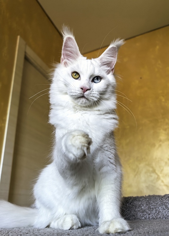 Mirra Akbars - Kitten maine-coon 5 months 1.5 week
