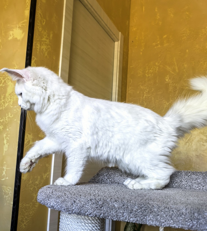 Mirra Akbars - Kitten maine-coon 5 months 1.5 week