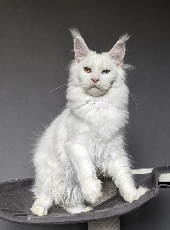 Mirra Akbars - Kitten maine-coon 6 months 1 week