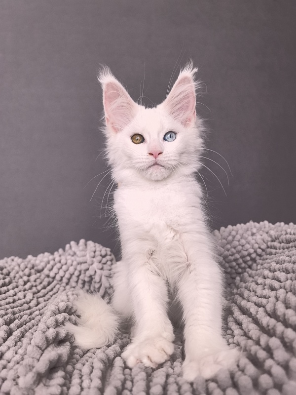Mirra Akbars - Kitten maine-coon 2 months 1 week