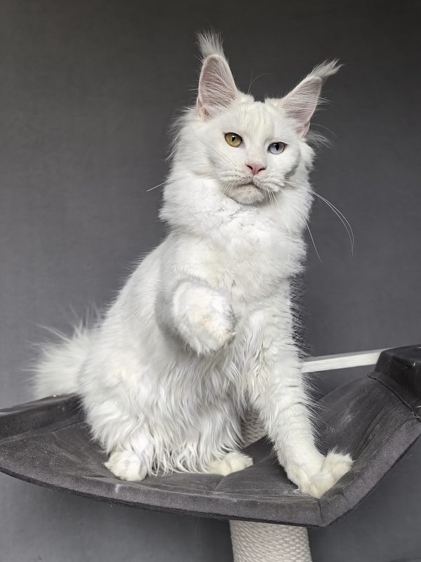 Mirra Akbars - Kitten maine-coon 6 months 1 week