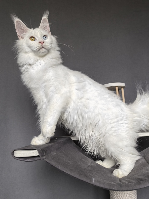 Mirra Akbars - Kitten maine-coon 6 months 1 week