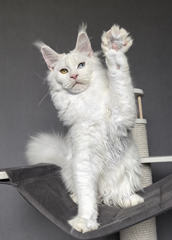 Mirra Akbars - Kitten maine-coon 6 months 1 week