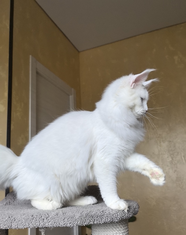 Mirra  Akbars - Kitten maine-coon 6 months 4 weeks