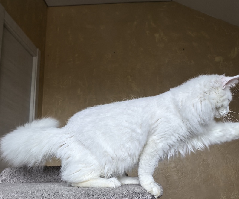 Mirra  Akbars - Kitten maine-coon 6 months 4 weeks