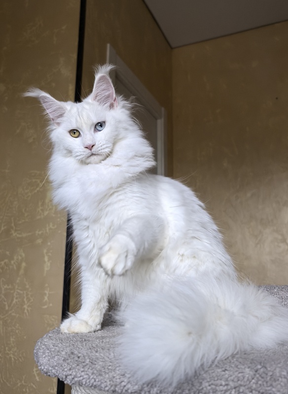 Mirra  Akbars - Kitten maine-coon 6 months 4 weeks