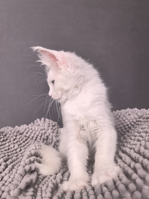 Mirra Akbars - Kitten maine-coon 2 months 1 week