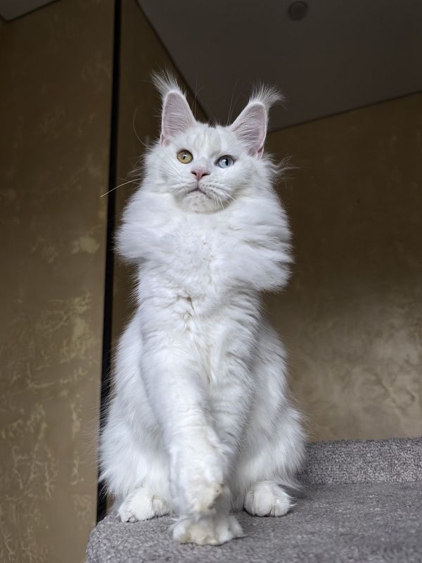 Mirra  Akbars - Kitten maine-coon 6 months 4 weeks