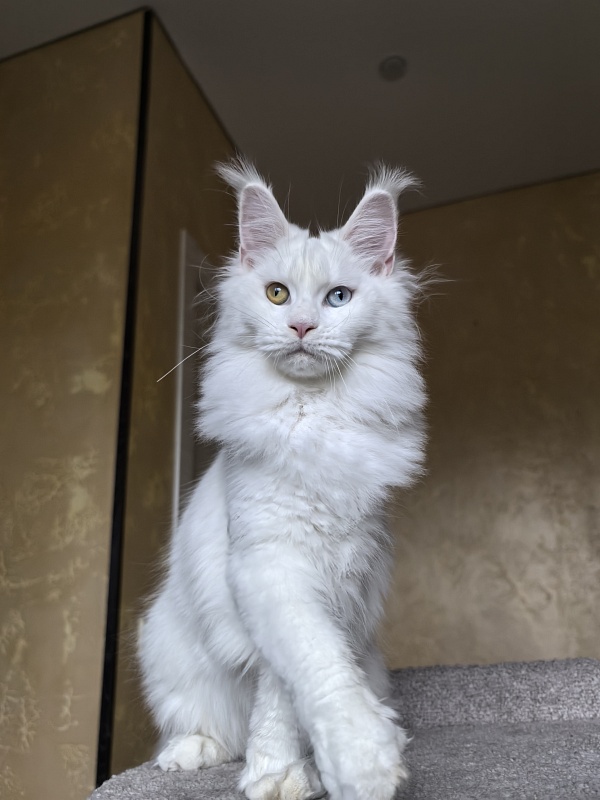 Mirra  Akbars - Kitten maine-coon 6 months 4 weeks