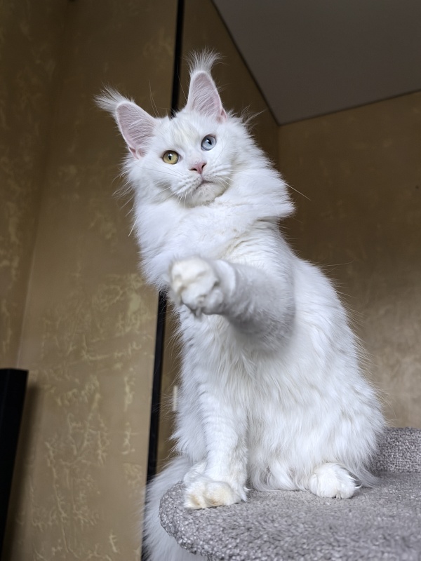 Mirra  Akbars - Kitten maine-coon 6 months 4 weeks