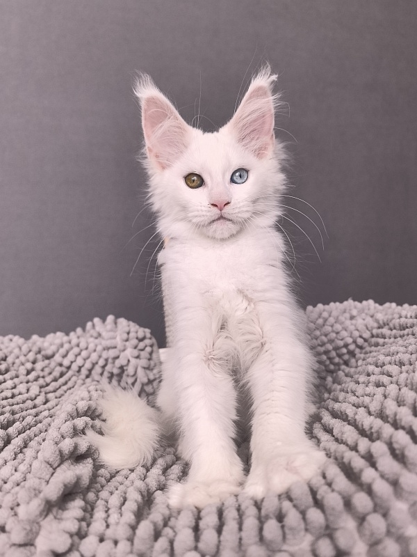 Mirra Akbars - Kitten maine-coon 2 months 1 week